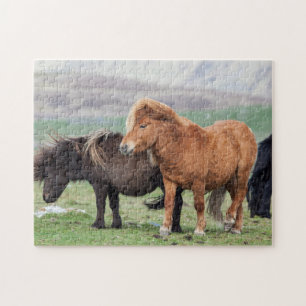 Puzzle Shetland Pony, Shetland Islands, Écosse 2