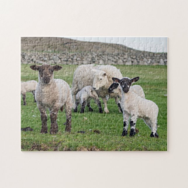 Puzzle Shetland Sheep (Horizontal)