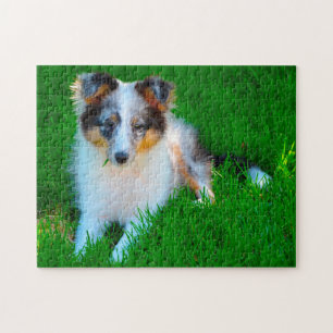 Puzzle Shetland Sheep Chien Jigsaw.