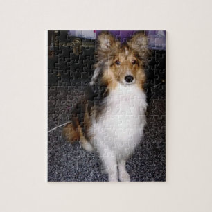 Puzzle shetland sheepdog assis 2