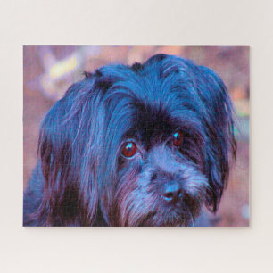 Puzzle Shih Tzu Dog Jigsaws.