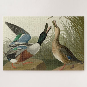 Puzzle Shoveler Duck - de Audubon's Birds of America