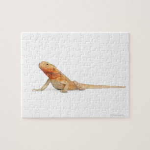 Puzzle SilkBacks - Dragon à oreilles sans échelle - Pogon