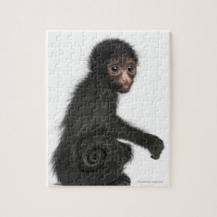 Puzzle Singe à tête rouge - Ateles paniscus (3