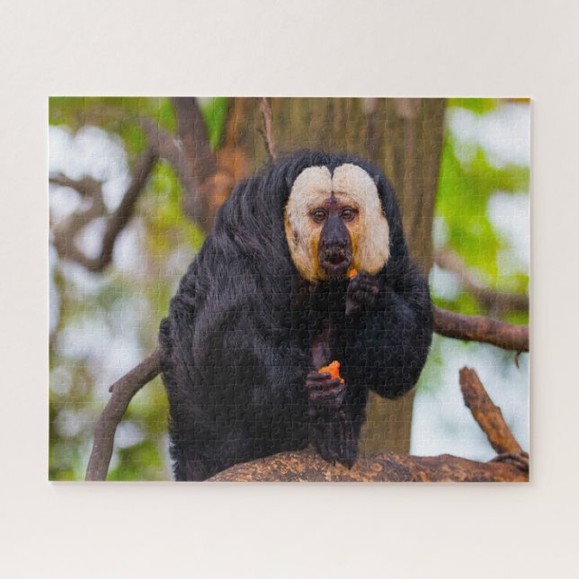 Puzzle Singes Saki. (Horizontal)