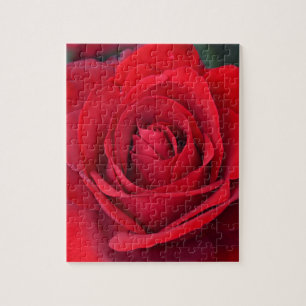 Puzzle Single red rose in full bloom