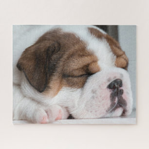 Puzzle Sleeping English Bulldog Puppy