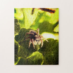 Puzzle Small Jumping Spider