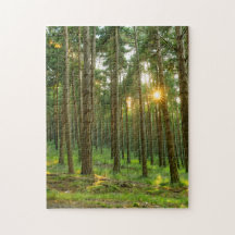 Soleil à travers les arbres