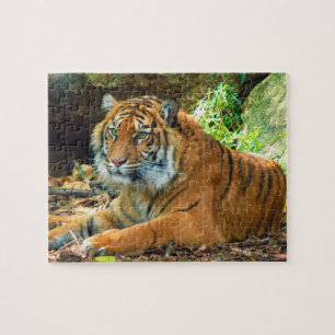 Puzzle solennel de tigre