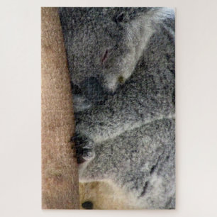 Puzzle sommeil koala