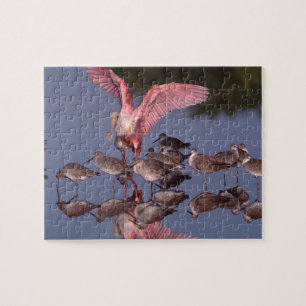 Puzzle Spatule rosée avec des chevaliers semipalmés en ea