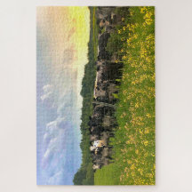 Speckle Park Cattle Under Rain Show, Sunset Sky