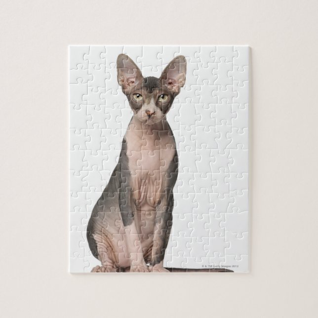 Puzzle Sphynx (7 months old) sitting (Vertical)