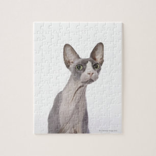 Puzzle Sphynx Cat with surprised expression