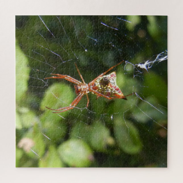 Puzzle Spider on Web Arachnid Insect Macro Nature Photo (Vertical)
