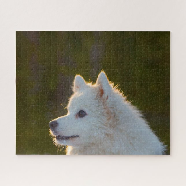 Puzzle Spitz japonais. (Horizontal)