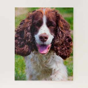 Puzzle Springer Spaniel Dog Jigsaws.