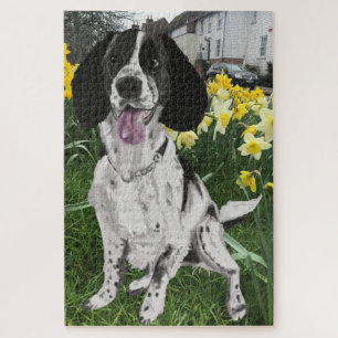 Puzzle Springer Spaniel noir et blanc parmi des jonquille