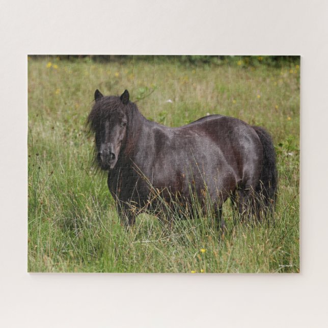 Puzzle Stallion Shetland Noir debout Dans L'Herbe (Horizontal)