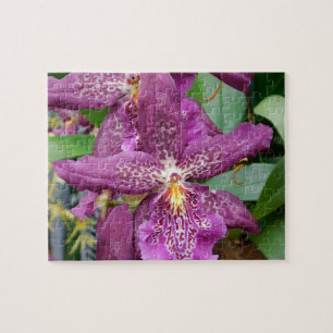 Puzzle Star Orchids