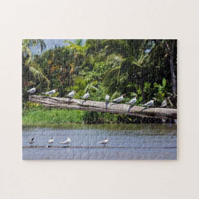 Puzzle sternes royales, estuaire du fleuve Tortuguero - C (Horizontal)