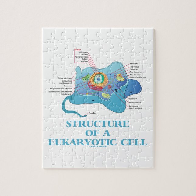Puzzle Structure d'une cellule eucaryotique (eucaryote) (Vertical)