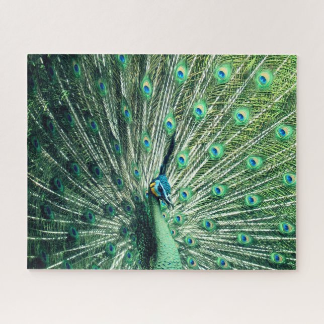 Puzzle Strut Peacock (Horizontal)