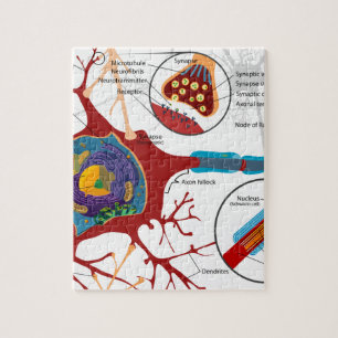 Puzzle Style de nerf de neurones