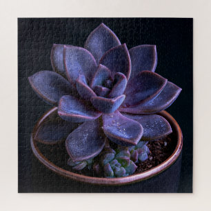 Puzzle Succulente