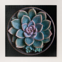 Succulente
