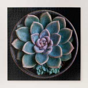 Puzzle Succulente