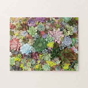 Puzzle Succulents colorés