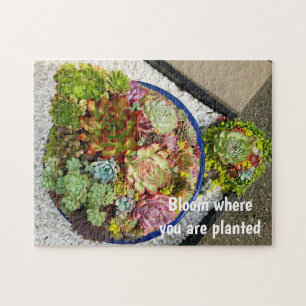 Puzzle Succulents in Planter