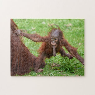 Puzzle Suis-je mignon - bébé orang-outan avec sa mère
