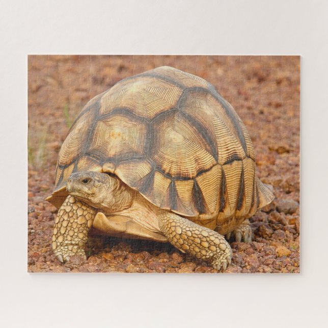 Puzzle Sulcata Tortoise (Horizontal)