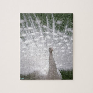 Puzzle Superbe blanc Peacock ( Paon) plein plume