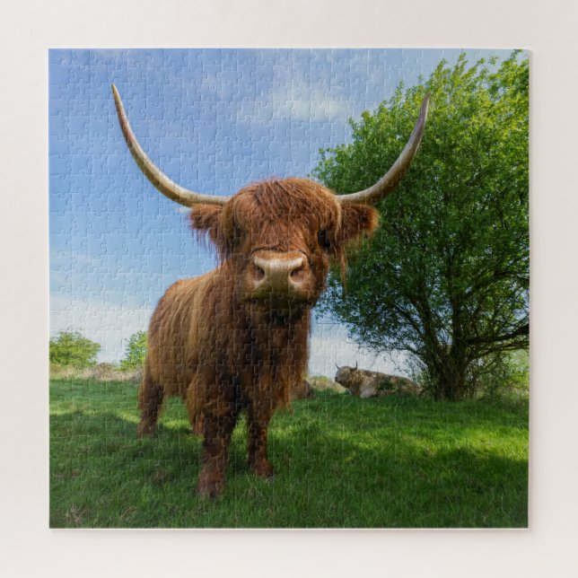 Puzzle Superbe vache écossaise Highland (Vertical)