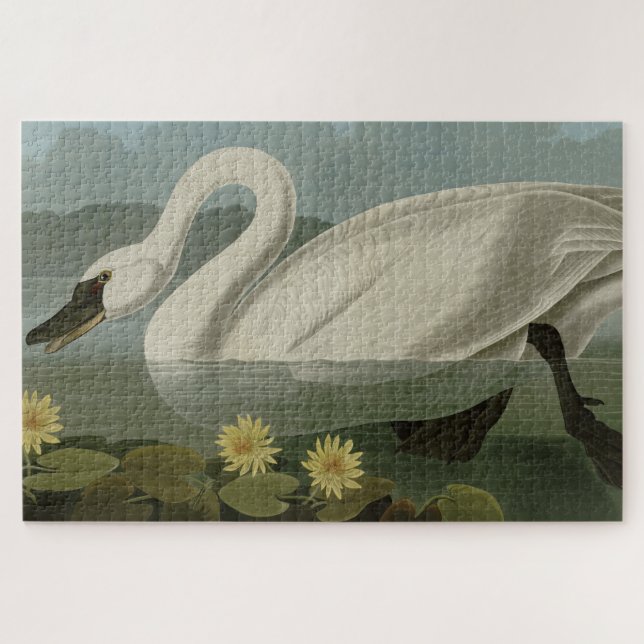 Puzzle Swan commun américain - Les oiseaux d'Amérique d'A (Horizontal)