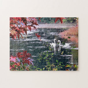 Puzzle - Swans à Jenney Pond
