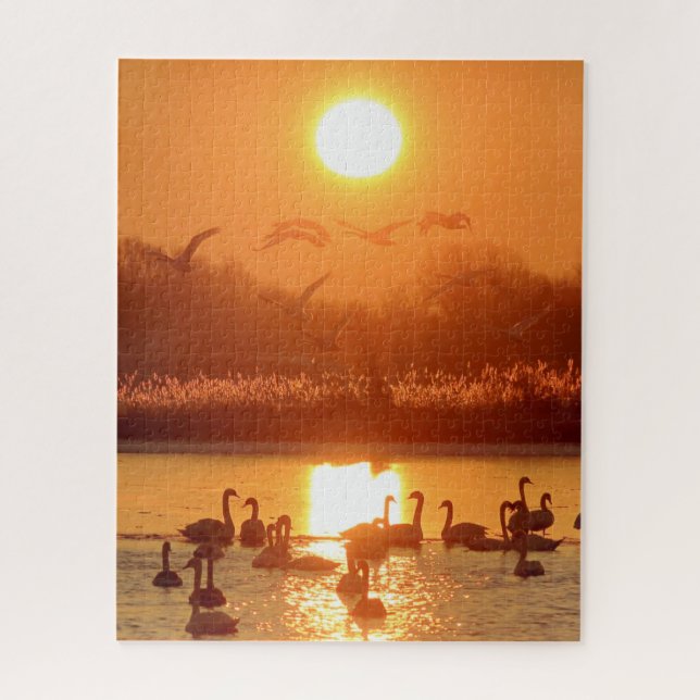 Puzzle Swans dans le lac au coucher du soleil (Vertical)