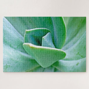 Puzzle Swirl Succulent