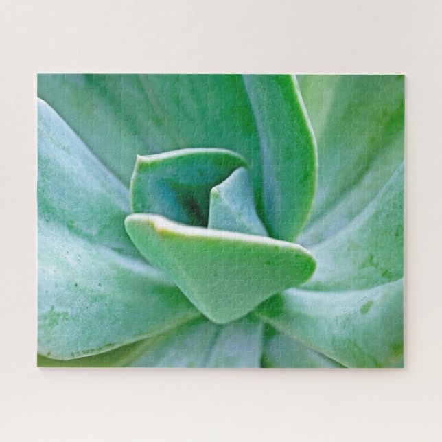 Puzzle Swirl Succulent (Horizontal)