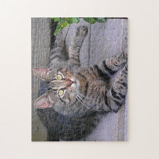 Puzzle Tabby Chat Brown à l'extérieur