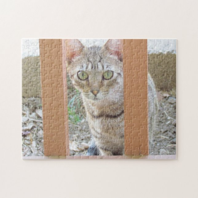 Puzzle - Tabby Kitten through Railing (Horizontal)