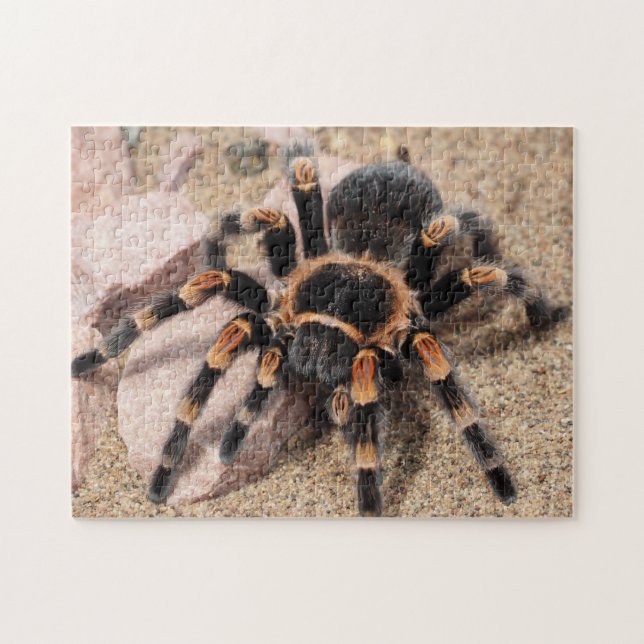 Puzzle Tarantula Spider du genou rouge mexicain (Horizontal)