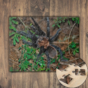 Puzzle Tarantule Brune du Texas