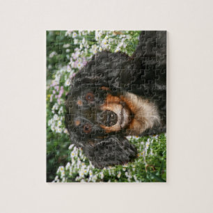 Puzzle Teckel aux cheveux longs