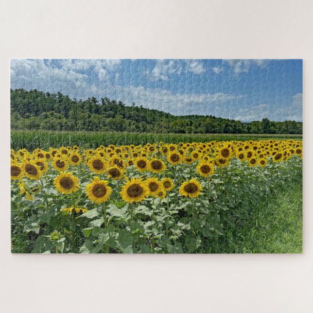 Puzzle Terrain de tournesol (Horizontal)