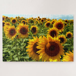 Puzzle Terrain de tournesol